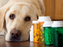 dog-with-meds