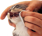 feline oral cancer