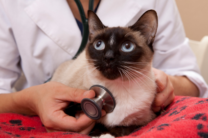 Can Pancreatitis Be Fatal In Cats