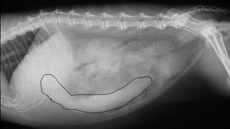 Печень у кошки симптомы. Заворот кишечника у собаки рентген. Селезенка кошки анатомия.