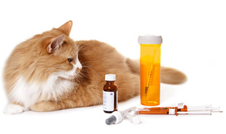 cat with meds