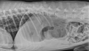An x-ray of a dog taken from the right side, showing the gas-filled stomach typical of a dog with bloat.