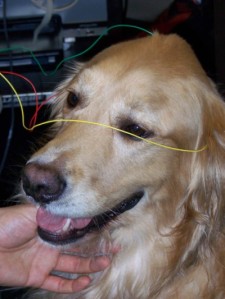 Dog with BAER electrodes attached