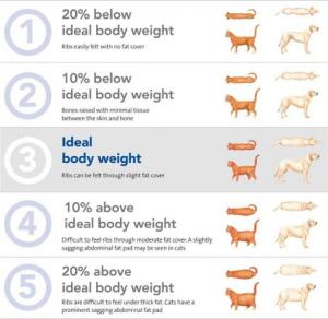 weight loss for pets