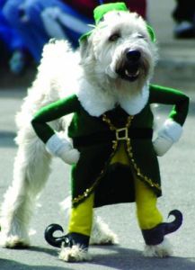 St. Patrick's Day for Pets