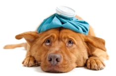 Dog flu/canine influenza